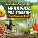 Herbisida Pra Tumbuh Untuk Padi