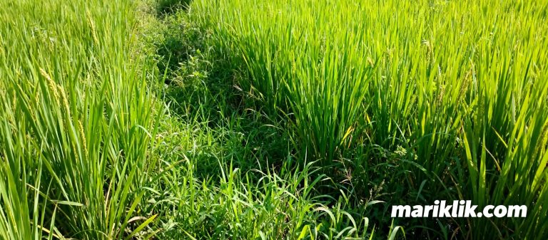 Padi dan Gulma